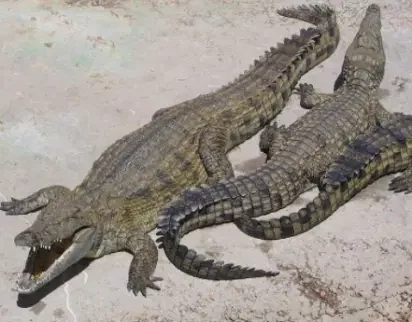 Fisherman killed by crocodile after falling into river