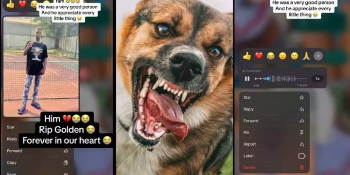 Nigerian lady shares final voice note of best friend as he dies from dog bite