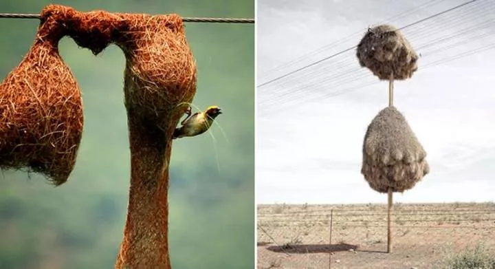 10 impressive structures built by animals in the wild