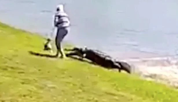 The horrifying moment a pensioner was dragged to her death by an alligator has been captured on camera.<br />Gloria Serge, 85, was walking her dog in the gated community of Spanish Lakes Fairways, Florida when she was mauled to death by a 10ft alligator. The huge reptile initially went for Gloria's beloved dog Trooper before dragging the pensioner into the water and killing her.