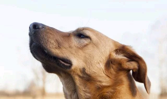 5 Things Dogs Can Sense Before They Happen