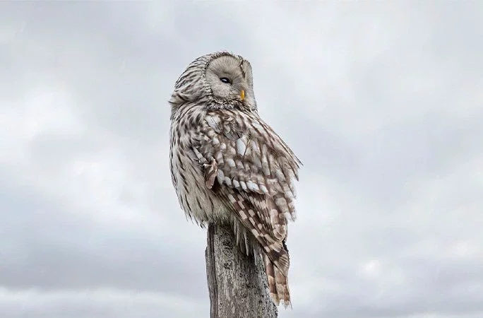 Birds with superpowers: these are the world's most amazing, feathered record breakers!