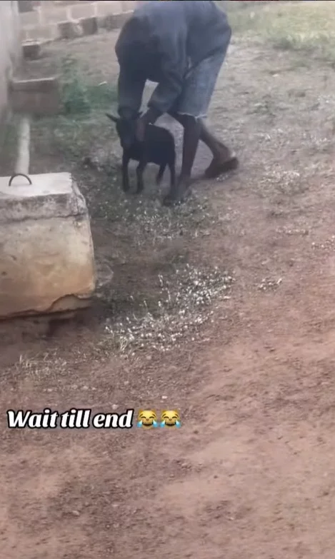 'Help me find this boy for this December' - Netizens react as boy 'professionally' catches goat by its neck (WATCH)