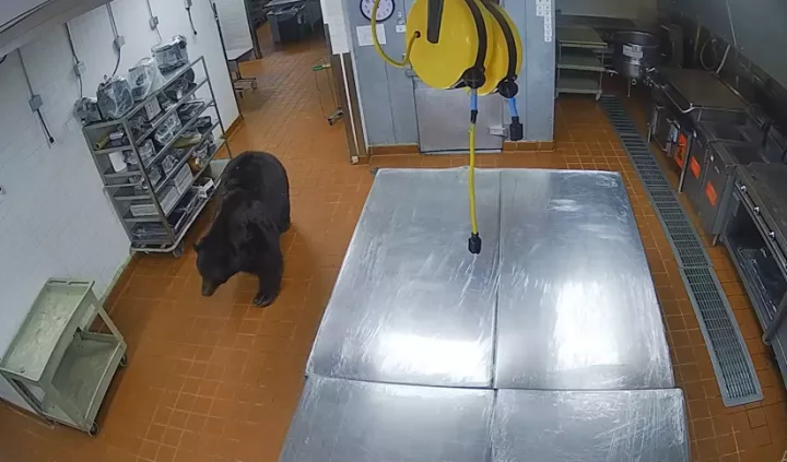 Bear storms luxury hotel and attacks security guard (video)