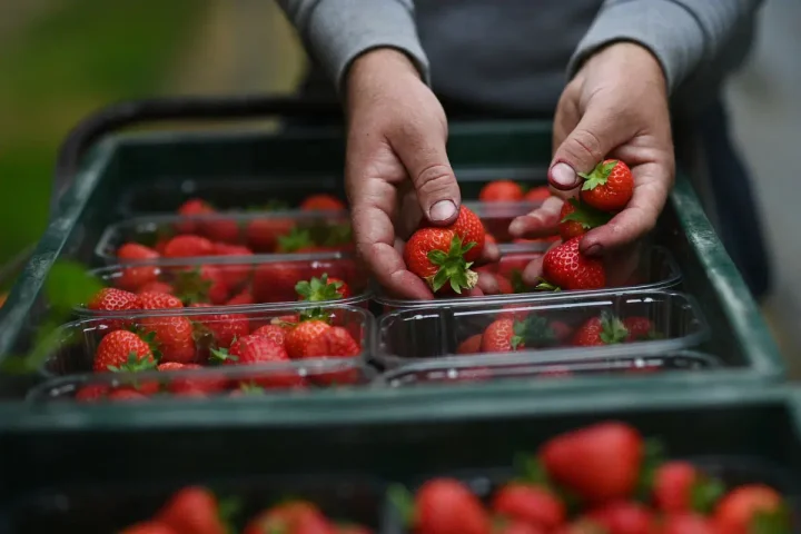 UK farmers record unusually sweet strawberries in sunniest spring UK farmers record unusually sweet strawberries in sunniest spring