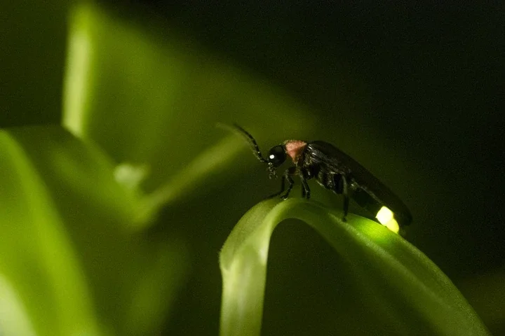 Firefly: A glimmer of hope.