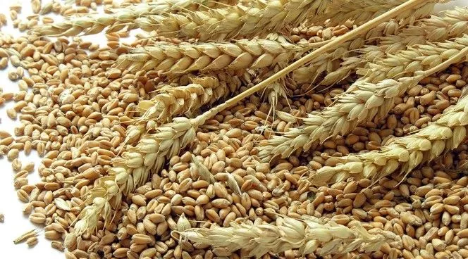 Ghana joins Nigeria, others to ban grain exports as food shortages looms