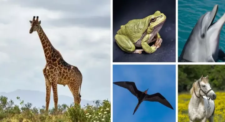 Here are 5 animals that never sleep and why