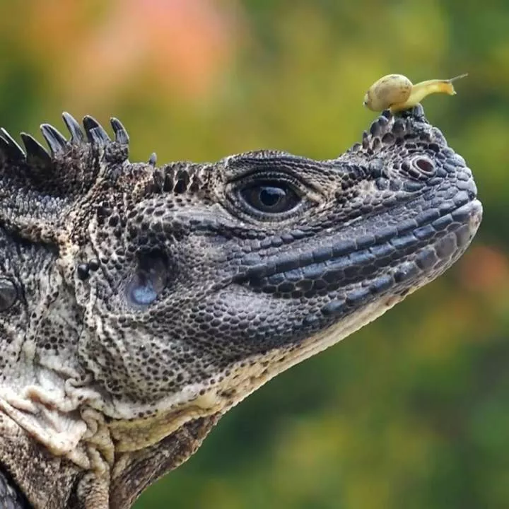 Meet Yan Hidayat, The Indonesian Photographer Who Takes Captivating Photos Of Small Reptiles (New Pics)