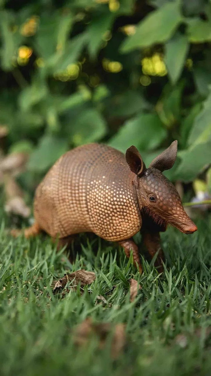 Armadillos