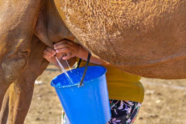 7 exotic animal milk you didn't know people could drink