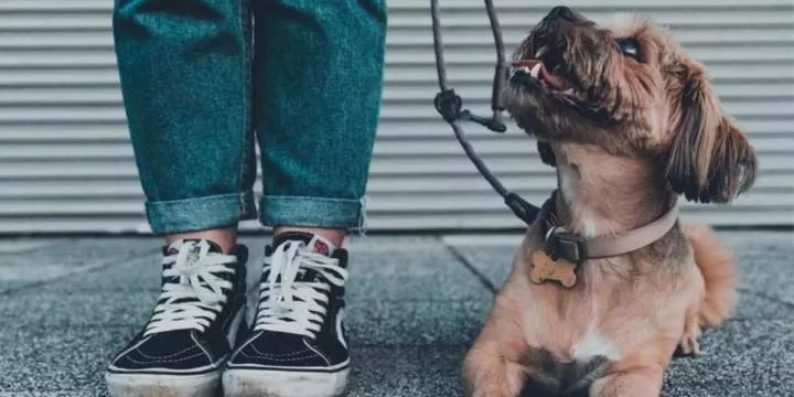 Man loses manhood after pet dog bites if off