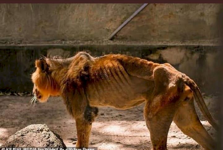 “RIP Lion, you fought a good fight” – Nigerians react as hunger kills Lion in Kaduna state zoo