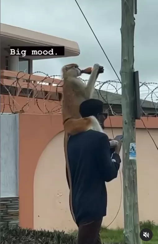 Monkey takes a drink while on a stroll with its owner (video)