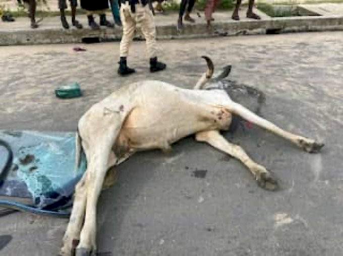 Herders kill passerby after commercial bus rammed into their cows and killed one