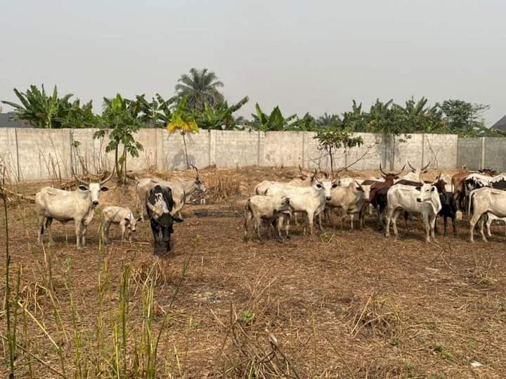 Bayelsa State Government impounds 44 cows over violation of anti-open grazing law