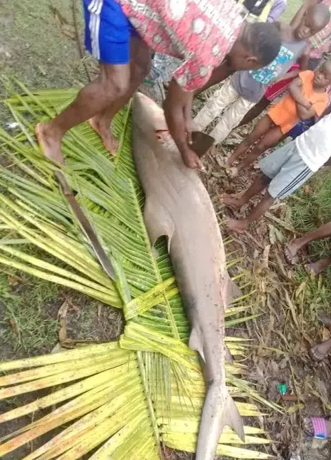 Fisherman catches 'shark' in Bayelsa, butchers it; Photos cause buzz