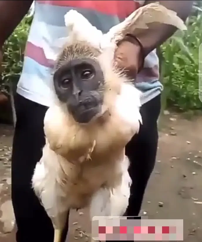 Scary looking creature with head of a monkey and legs of a chicken surfaces online (Video)