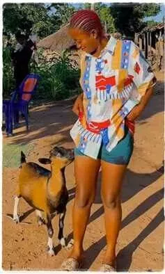 'Your bestie is pregnant' - Lady causes a stir as she pampers her pregnant goat (Video)